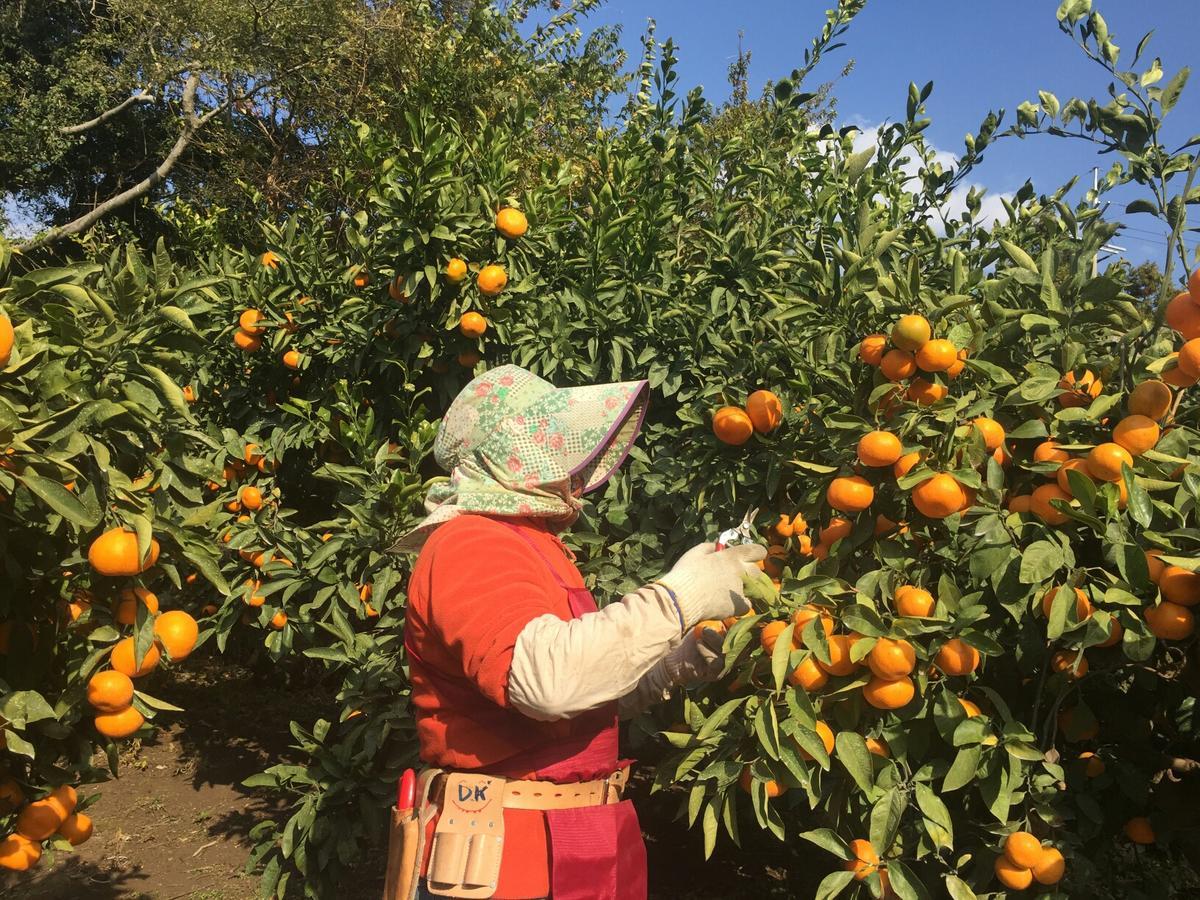 Jeju Mermuri Yerye-dong エクステリア 写真