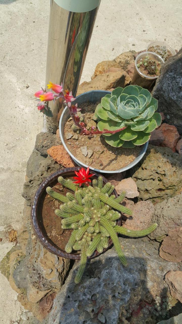 Jeju Mermuri Yerye-dong エクステリア 写真