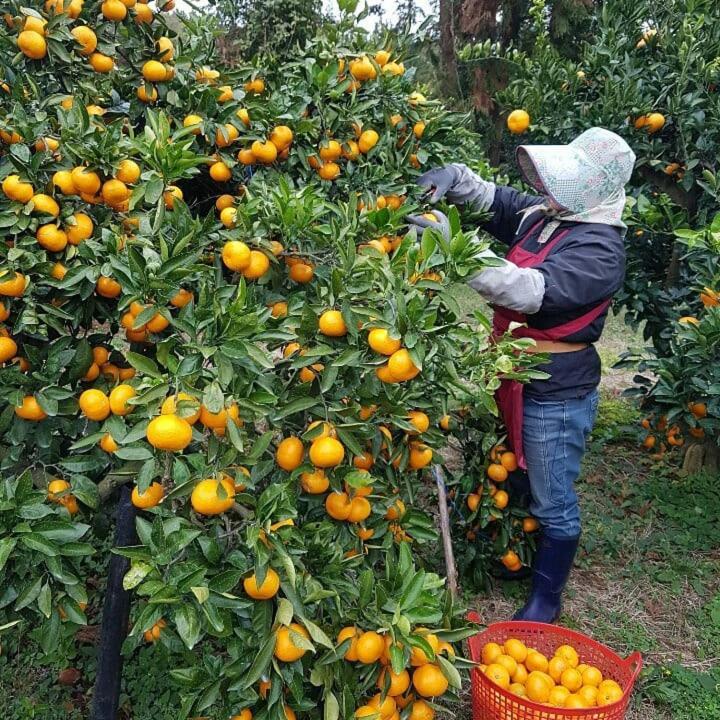 Jeju Mermuri Yerye-dong エクステリア 写真